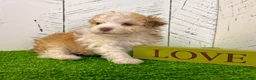 Havanese dogs for sale: Geno - Ad 6