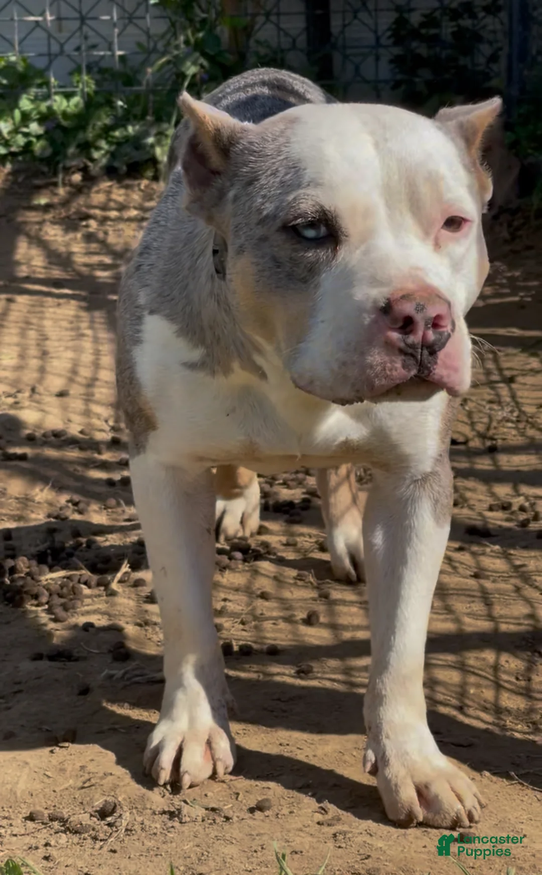 American Bully dogs for sale: Dream - Ad 2