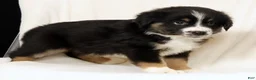 Miniature Australian Shepherd dogs for sale: Lily - Ad 9