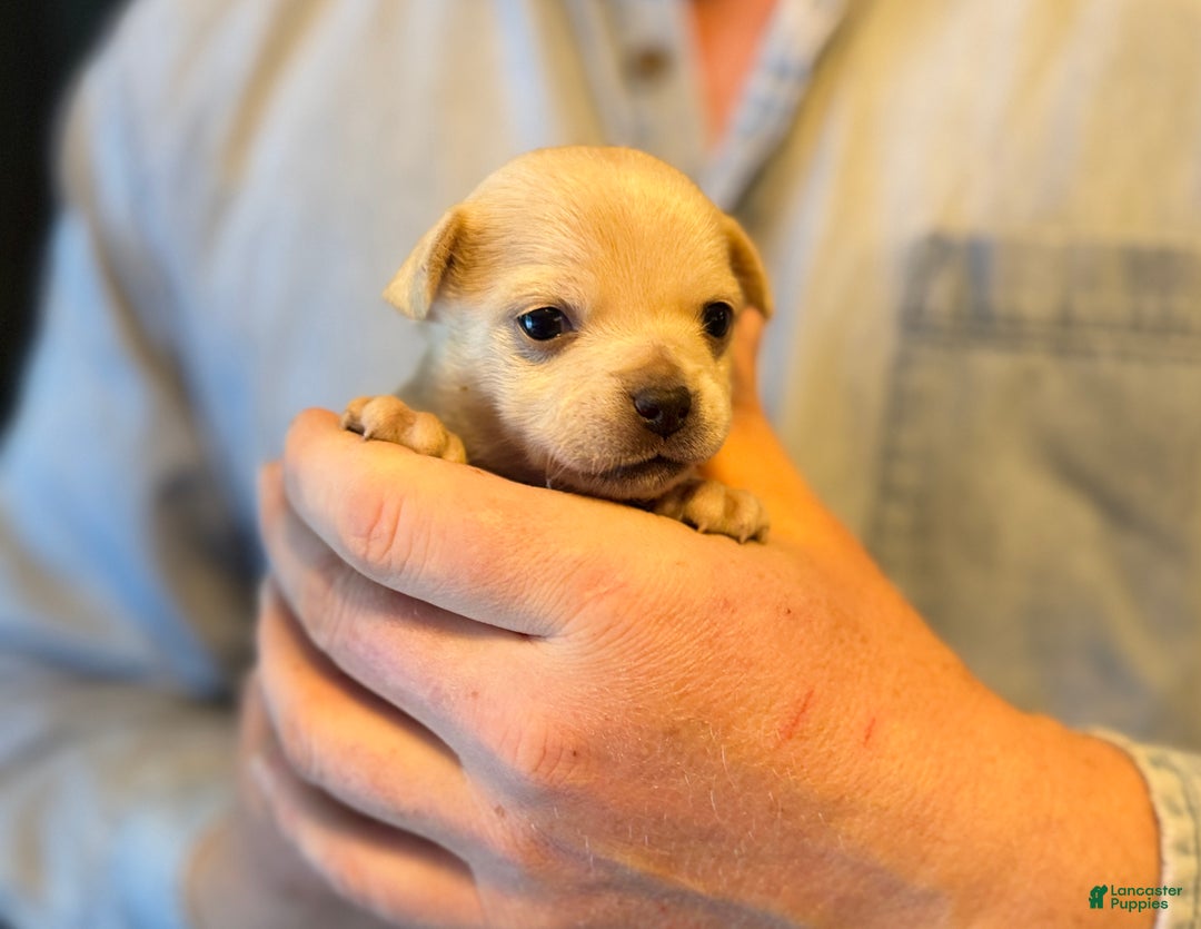 Chihuahua dogs for sale: Christmas  - Ad 9