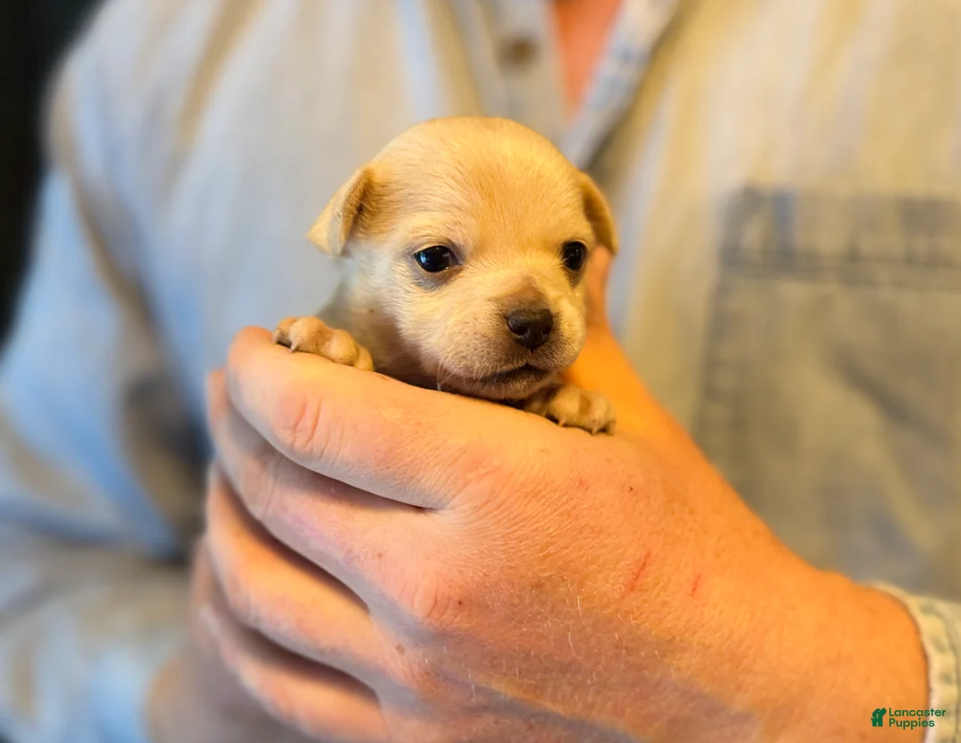 Chihuahua dogs for sale: Brandy  - Ad 23