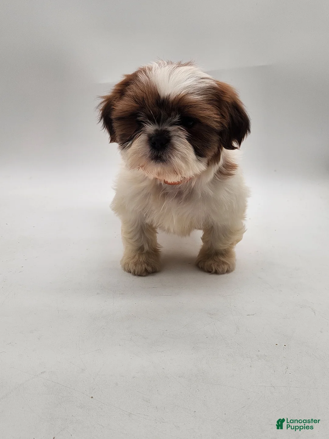 Shih Tzu dogs for sale: Shih Tzu Puppy 3 - Ad 5