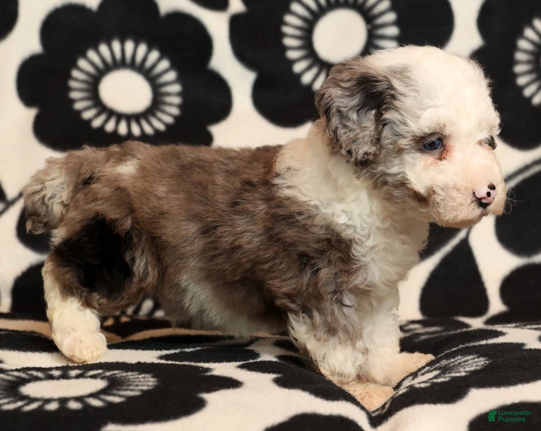 Miniature Poodle dogs for sale: Oswald - Ad 2