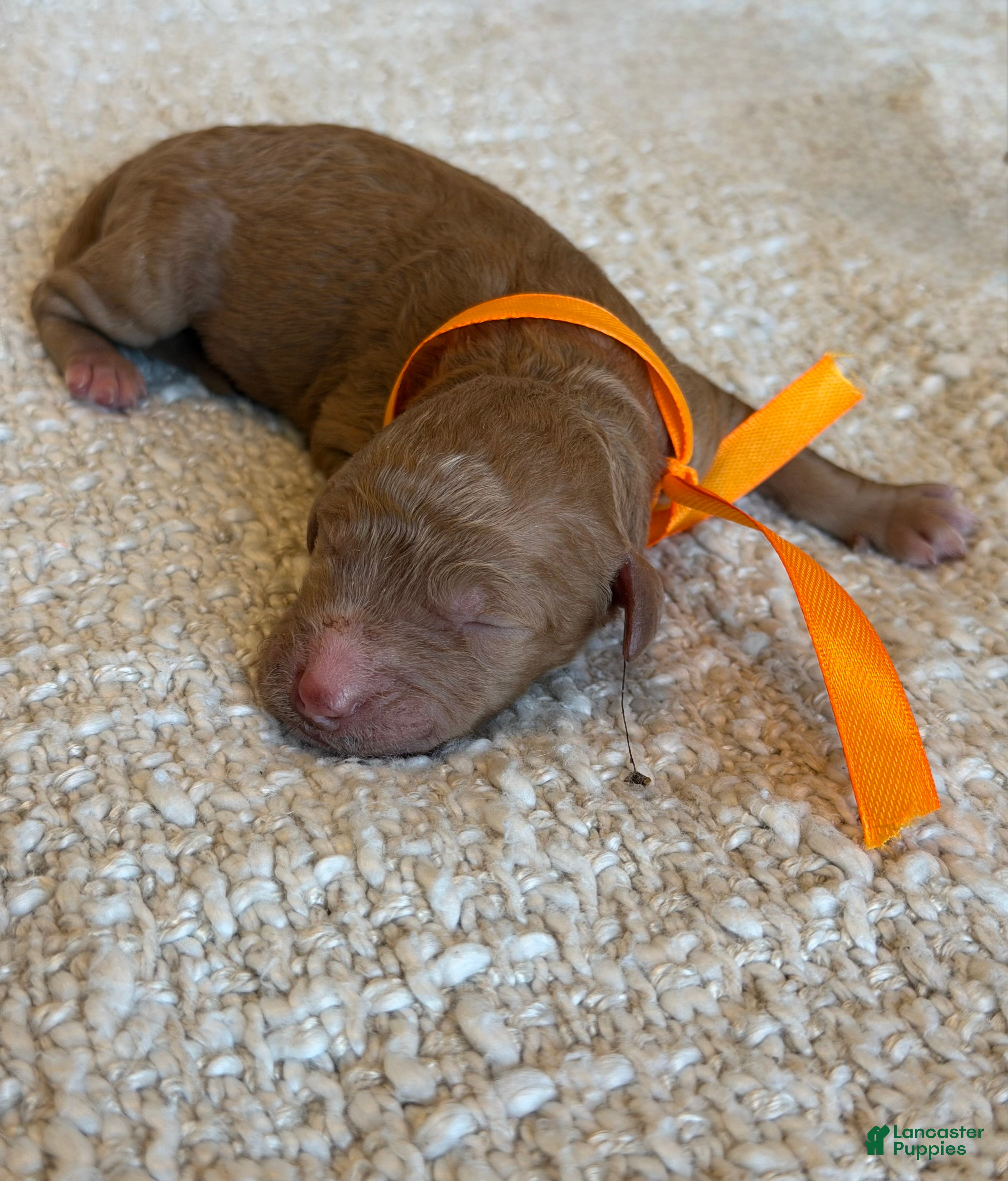Goldendoodle dogs Goldendoodle 8 - Ad 13