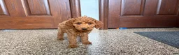 Cockapoo dogs for sale: Cockapoo female 2 - Ad 8