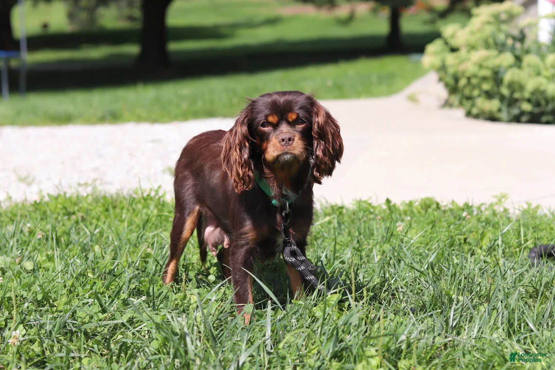 Cavalier King Charles Spaniel dogs for sale: Moch - Ad 7