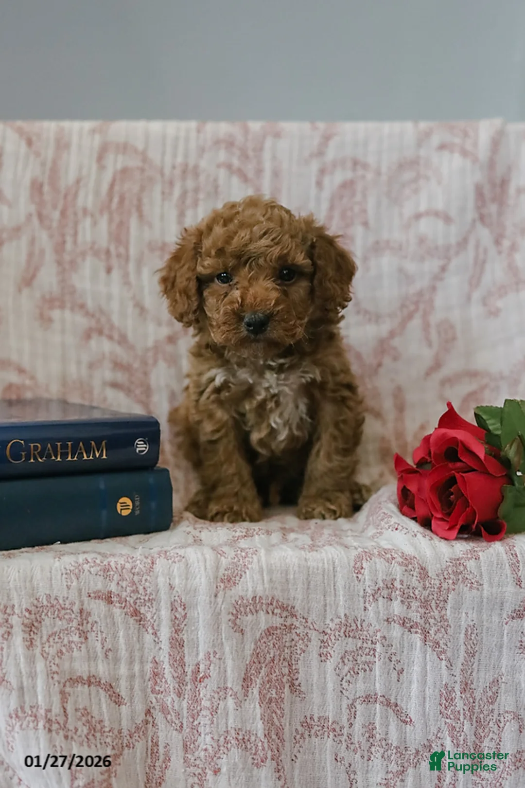 Cockapoo dogs for sale: Joey - Ad 3