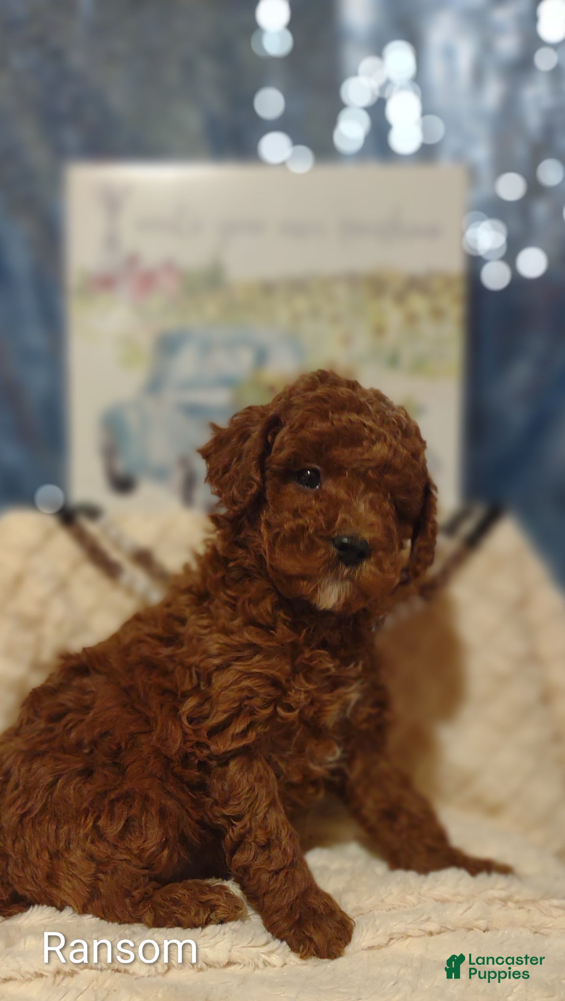 Miniature Poodle dogs Miniature Poodle Puppy 1 - Ad 23