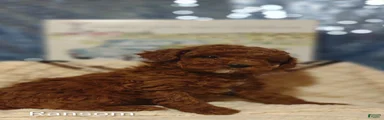 Miniature Poodle Puppy 1
