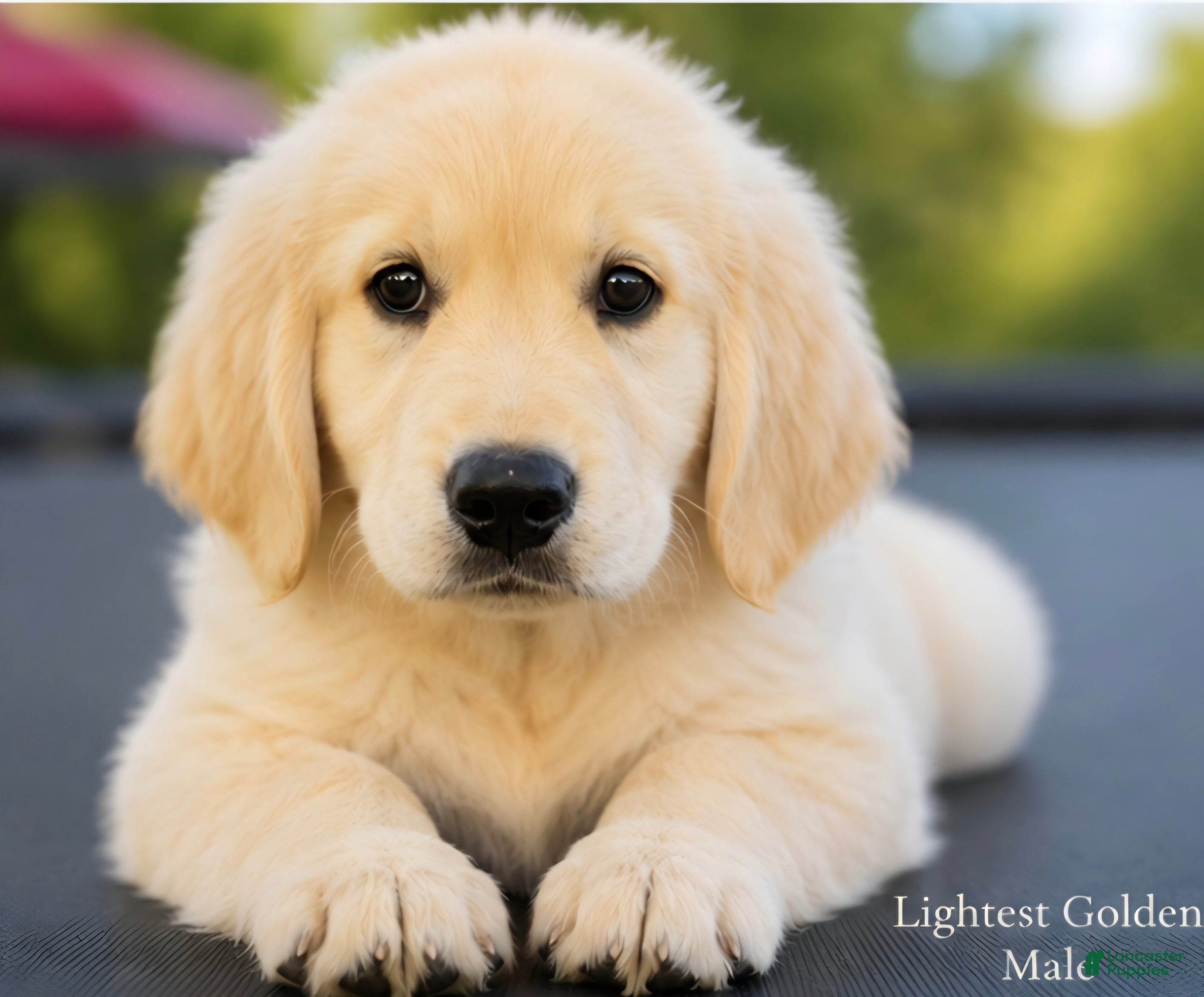 Golden Retriever dogs Golden Retriever 1 - Ad 15