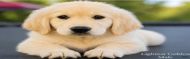 Golden Retriever 1