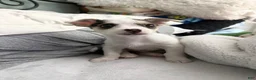 Chorkie dogs for sale: Chorkie 1 - Ad 1