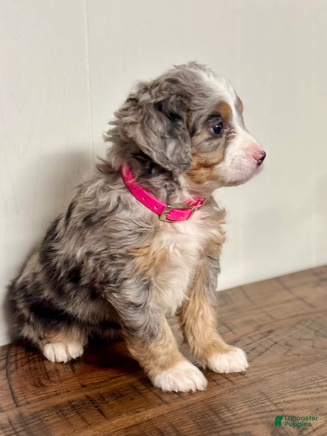 Mini Bernedoodle dogs for sale: Chloe Mini Bernedoodle Puppy 2 - Ad 19
