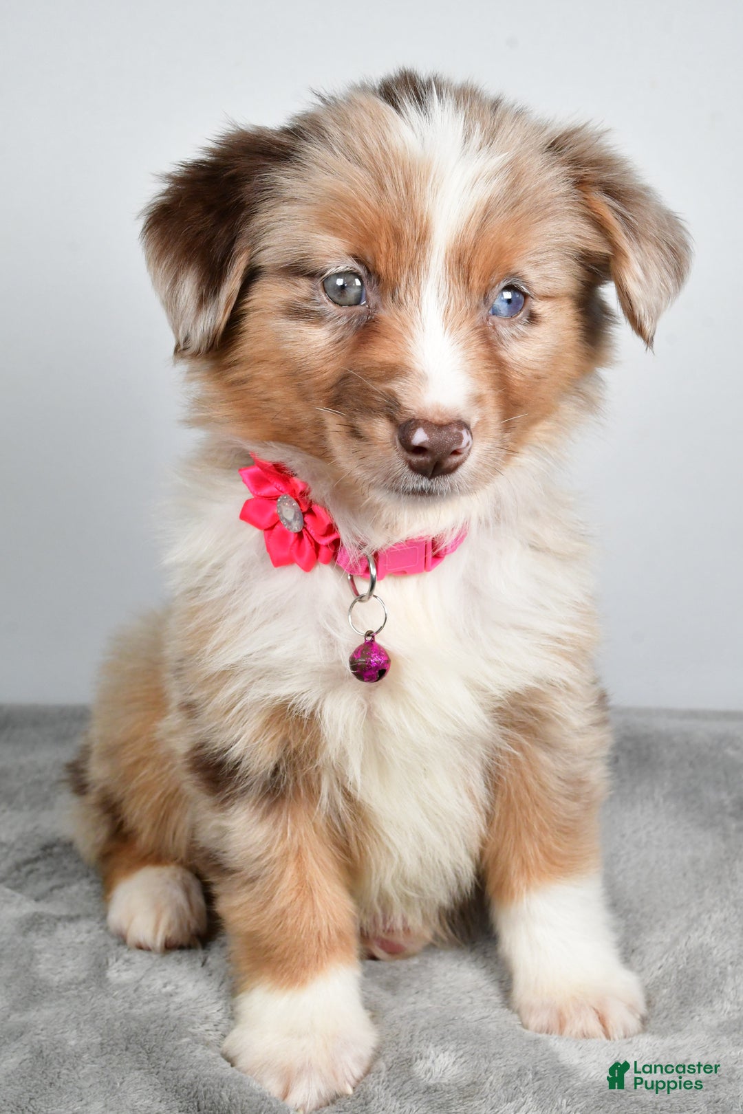Miniature Australian Shepherd dogs for sale: June - Ad 2