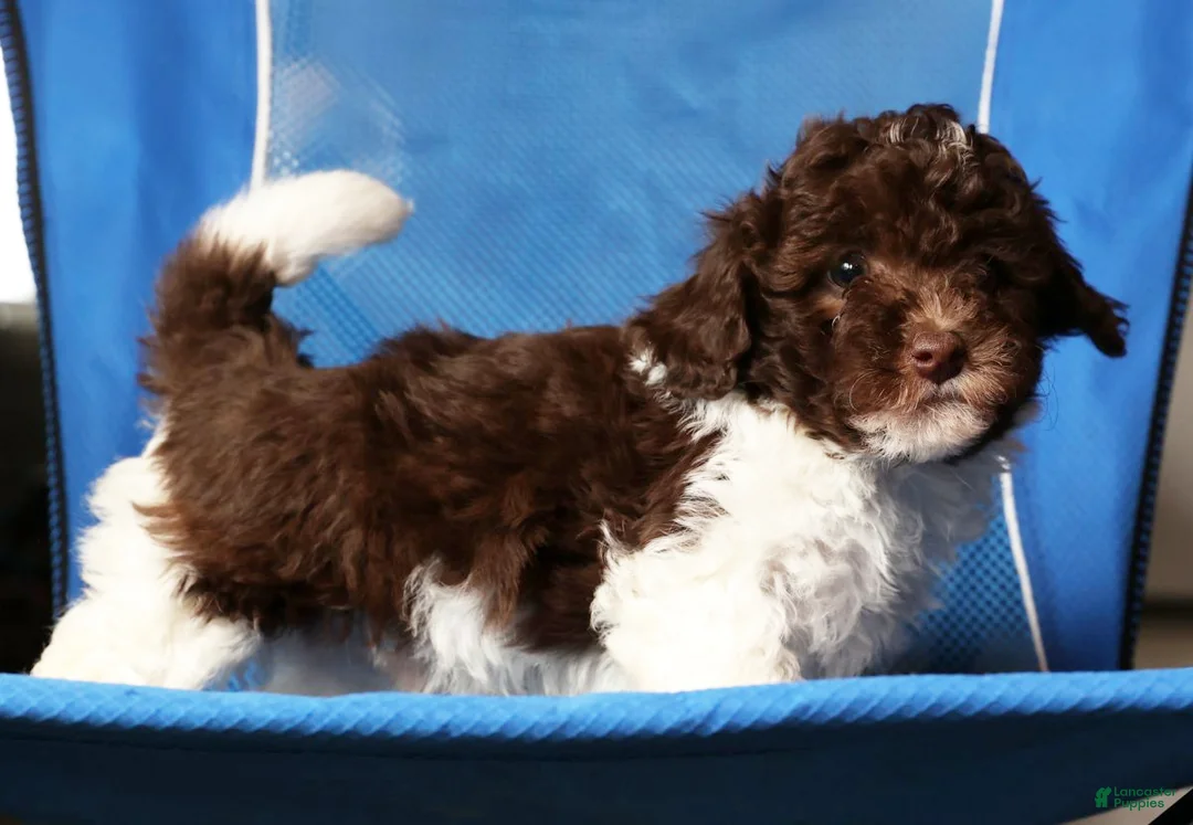 Havapoo dogs for sale: Banjo - Ad 2