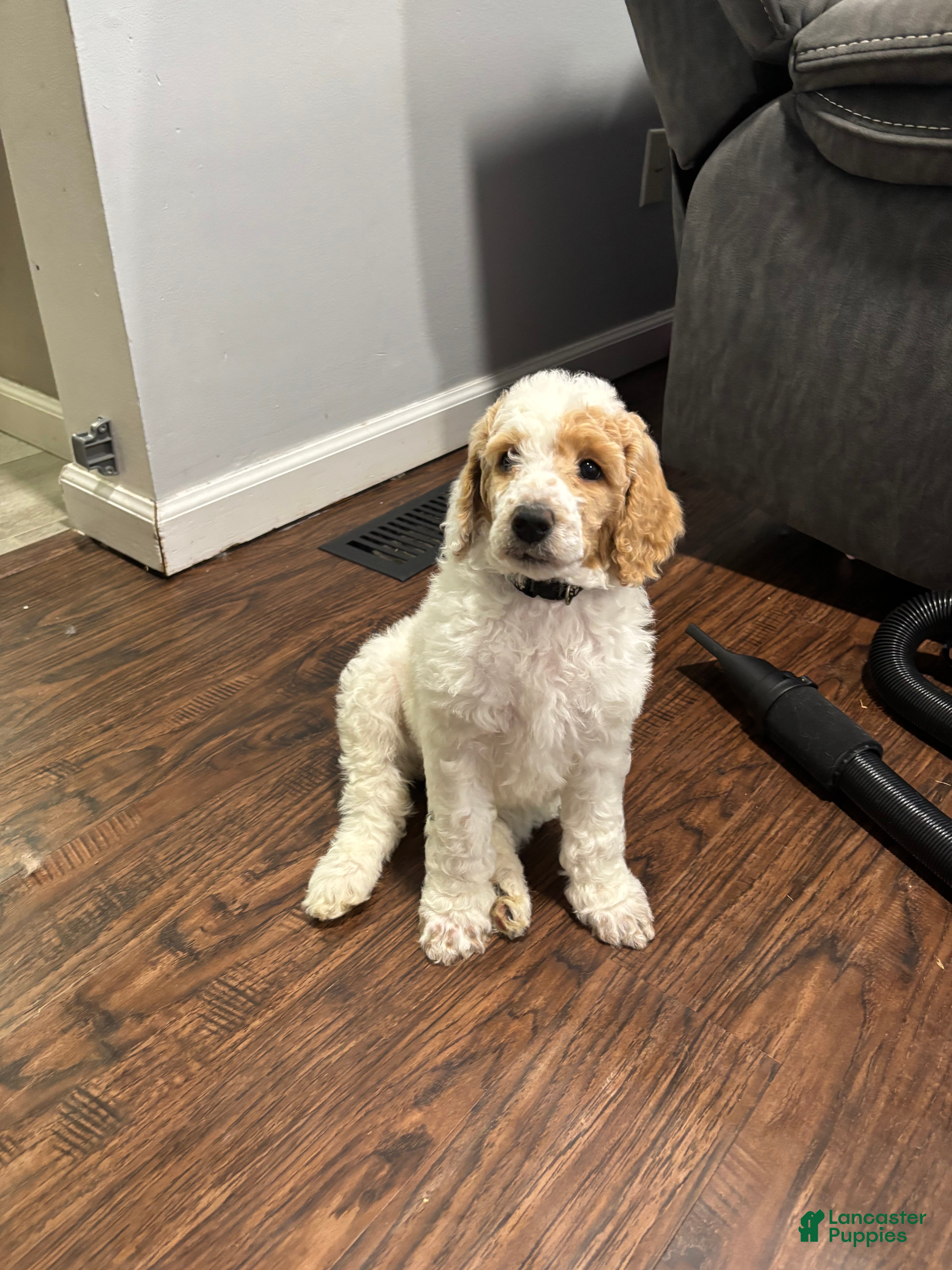 Standard Poodle dogs Ria - Ad 2