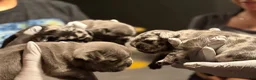 French Bulldog dogs for sale: French Bulldog 4 - Ad 8