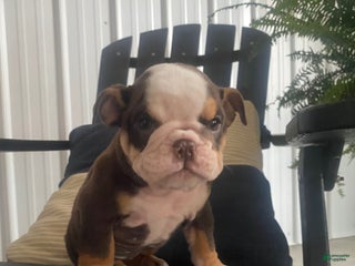 Mixed Breed dogs - Ad 36