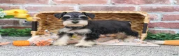 Miniature Schnauzer dogs for sale: Gus - Ad 2