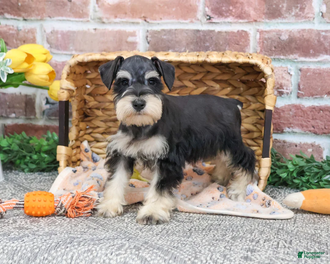 Miniature Schnauzer dogs for sale: Gus - Ad 2