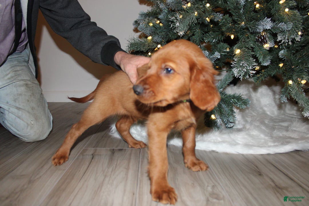 Mixed Breed dogs for sale: gabe - Ad 2