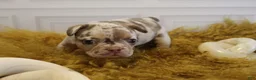 French Bulldog dogs for sale: DEATH BECOMES HER - Ad 4