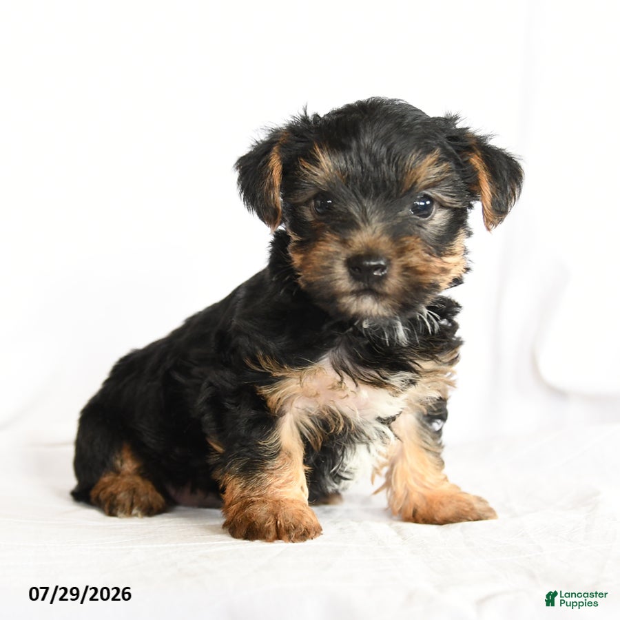Yorkshire Terrier dogs Skip  - Ad 1