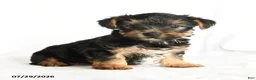 Yorkshire Terrier dogs for sale: Skip  - Ad 1