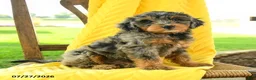 Mini Bernedoodle dogs for sale: Charlotte - Ad 4