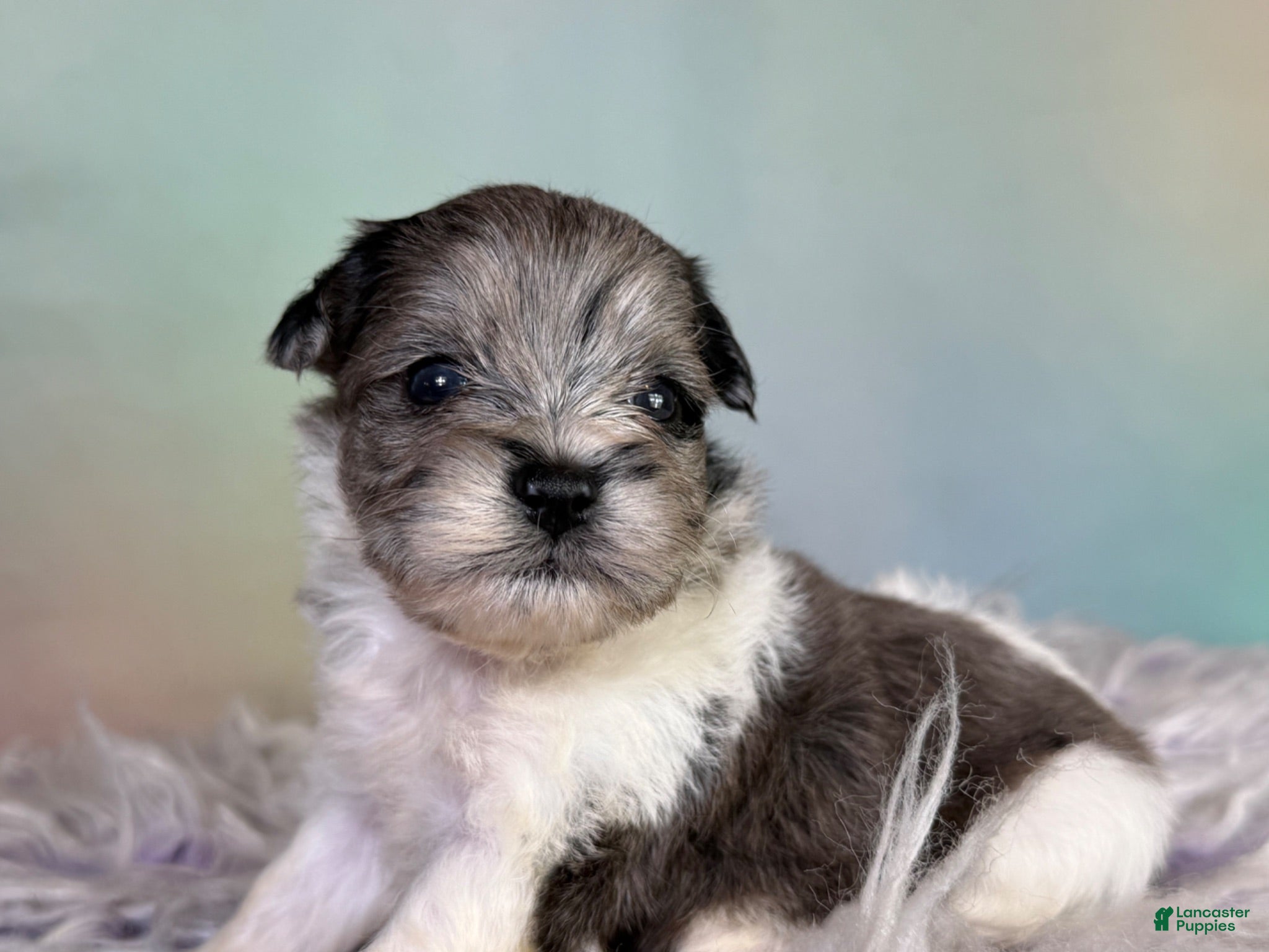 Schnoodle dogs Penny - Ad 2