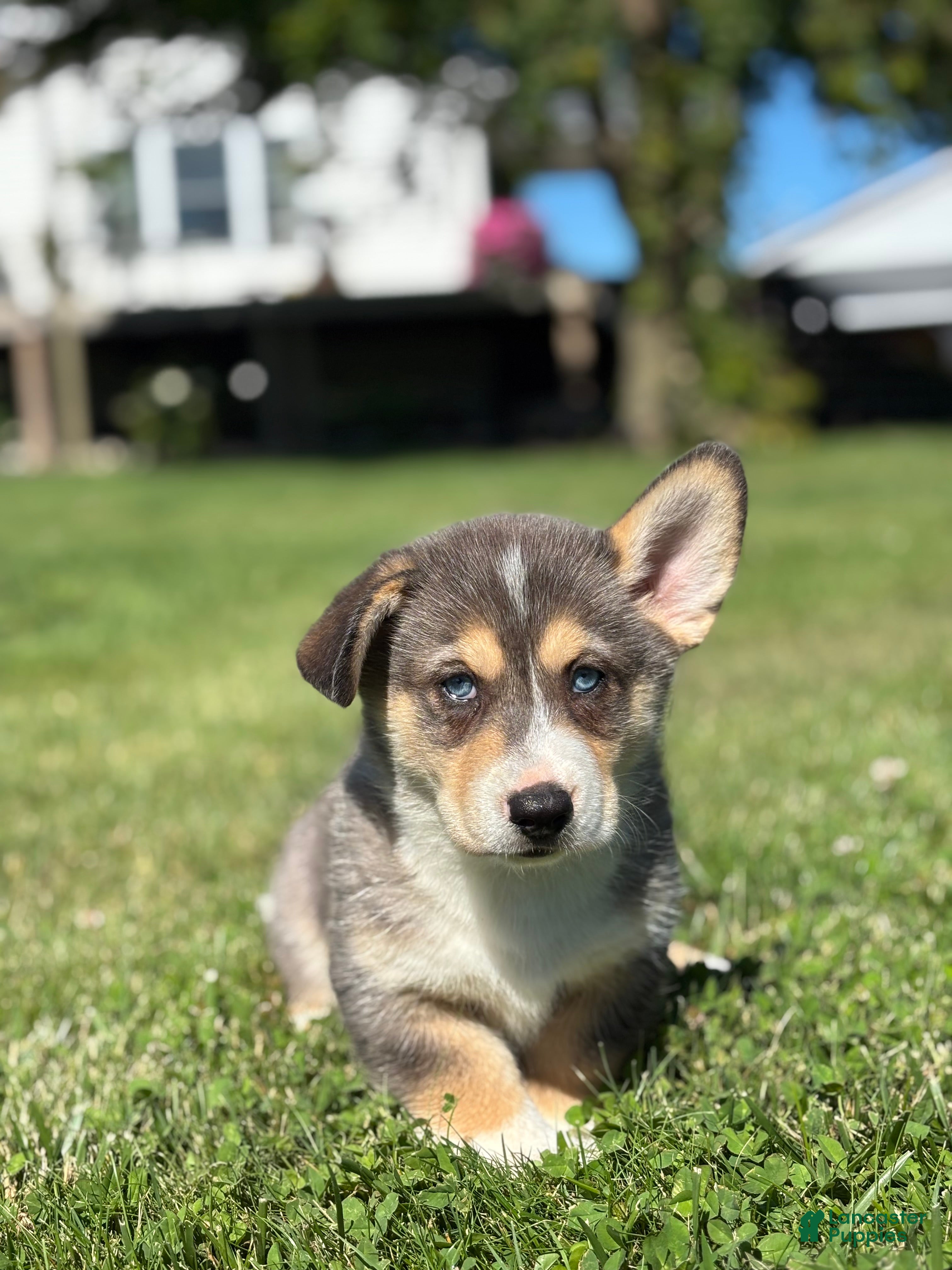 Mixed Breed dogs Rip - Ad 2