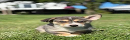 Mixed Breed dogs for sale: Rip - Ad 2