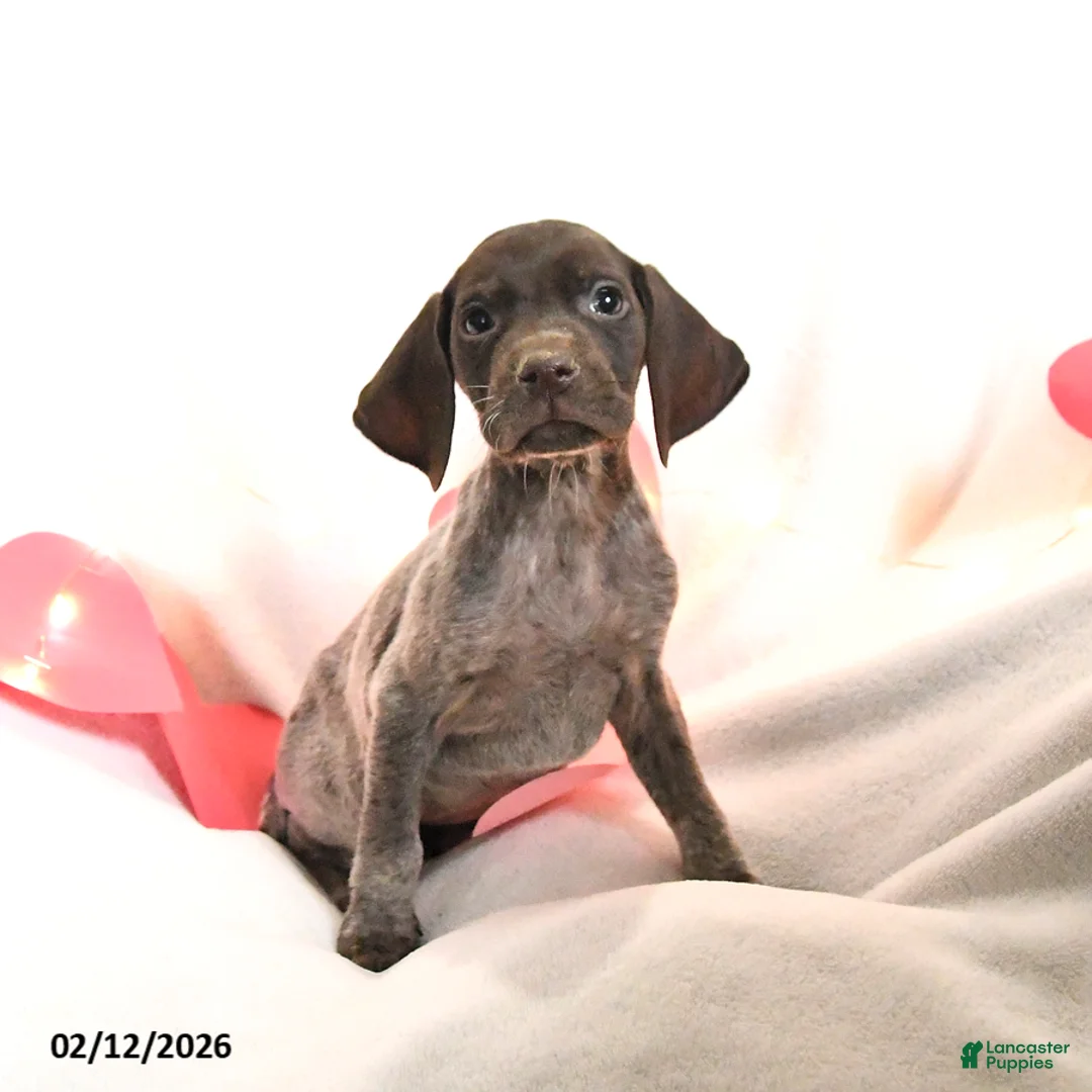 German Shorthaired Pointer dogs for sale: Raspberry - Ad 1