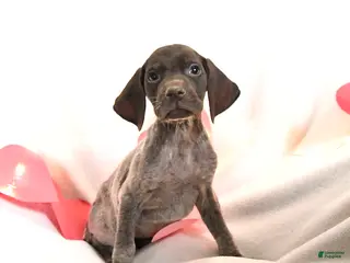 German Shorthaired Pointer dogs Raspberry - Ad 7