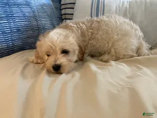 Maltipoo dogs for sale: Maltipoo Puppy 1 - Ad 3