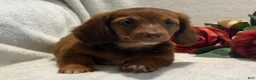 Miniature Dachshund dogs for sale: Paisley  - Ad 7