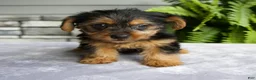 Yorkshire Terrier dogs for sale: Kona - Ad 3