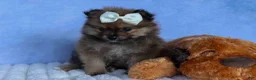 Pomeranian dogs for sale: Flynn  - Ad 3