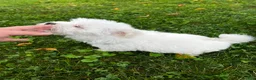 Maltese dogs for sale: Rocky - Ad 11