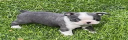 Boston Terrier dogs for sale: Chase - Ad 2