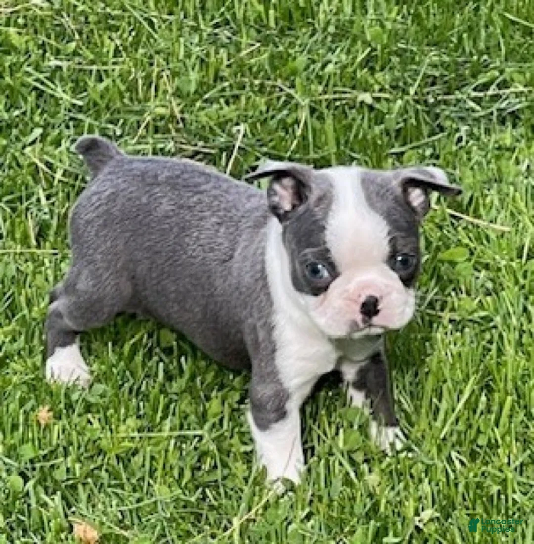 Boston Terrier dogs for sale: Chase - Ad 2