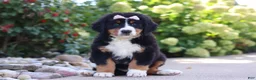 Bernese Mountain Dog dogs for sale: Maggie - Ad 3