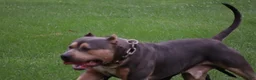 American Bully dogs for sale: Leia - Ad 5