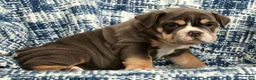 English Bulldog dogs for sale: Brutus - Ad 9