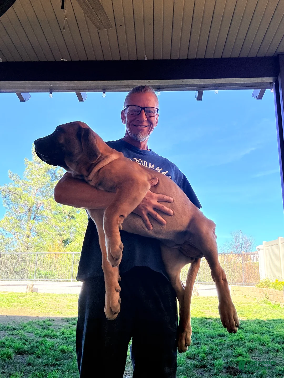 Mixed Breed dogs for sale: Mixed Breed Puppy 1 - Ad 2