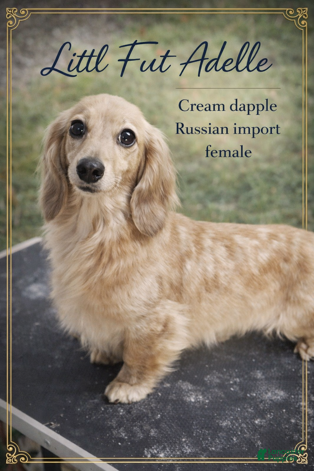 Miniature Dachshund dogs ee cream girl actualRussian Import age 2 intact - Ad 16