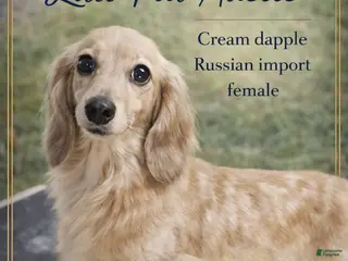 Miniature Dachshund dogs ee cream girl actualRussian Import age 2 intact - Ad 36