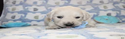 Golden Retriever dogs for sale: 4th choice male avilable - Ad 13