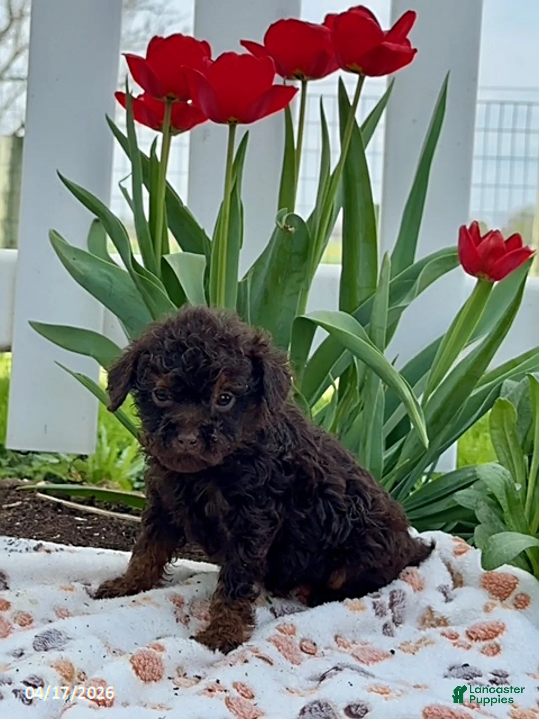 Miniature Poodle dogs for sale: Dixie Extra Small - Ad 2