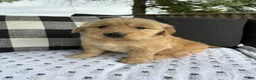Golden Retriever dogs for sale: Victor - Ad 6